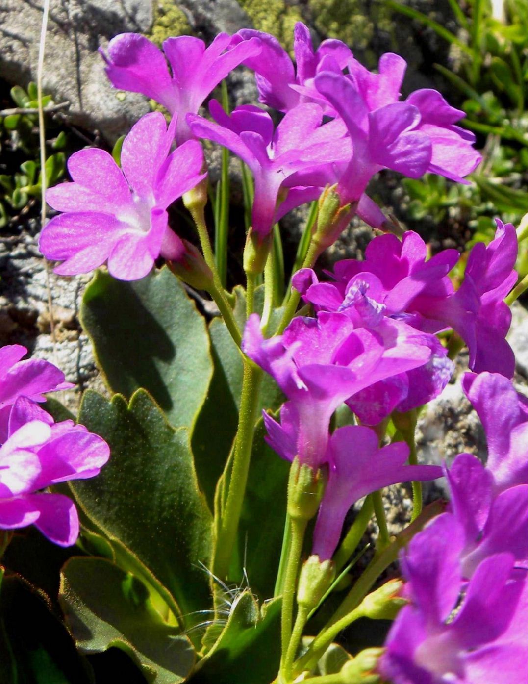 Primula hirsuta, latifolia e pedemontana a confronto